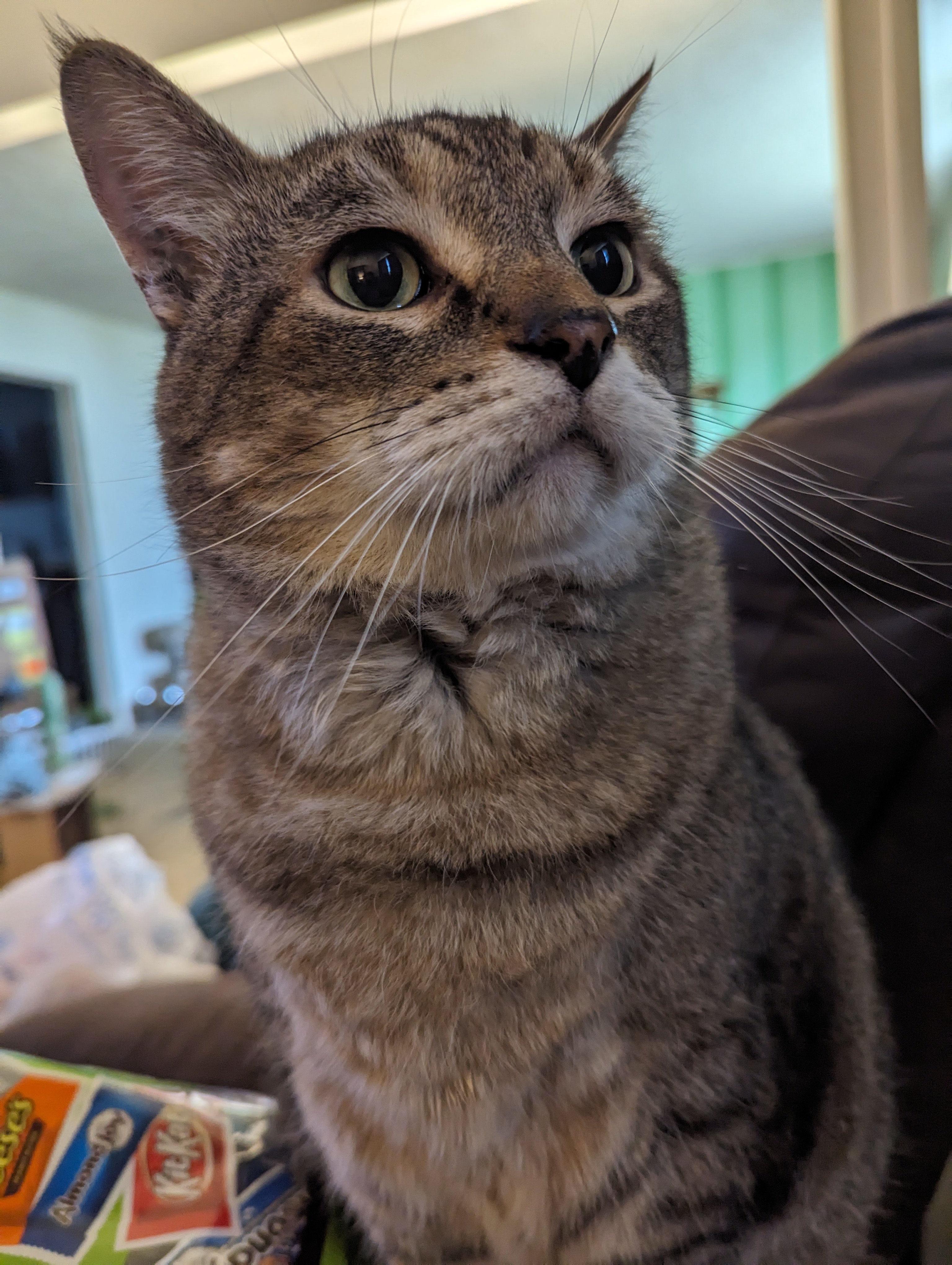 jiggyflyjoe's dearly departed gray tabby cat Tigger.
