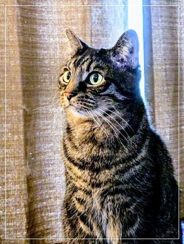 A photo of my tabby cat Rufus sitting by the window.