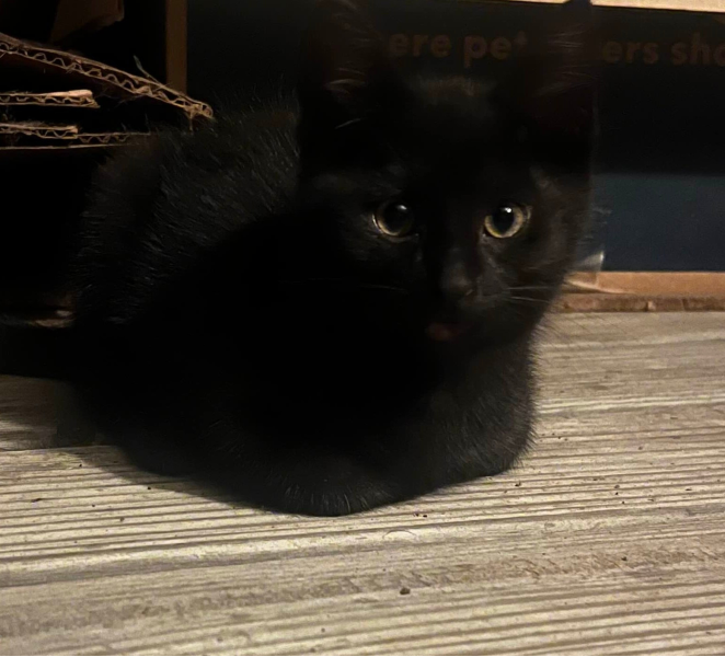 A small, black kitten named Inky stares into the camera.